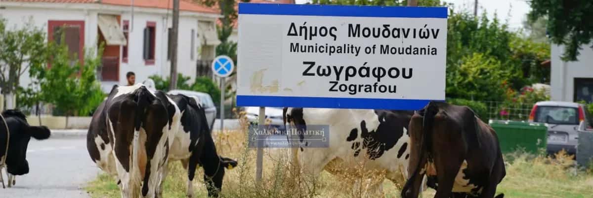 Der ultimative Reiseführer für Zografou Chalkidiki — Reiseführer, Chalkidiki Hub