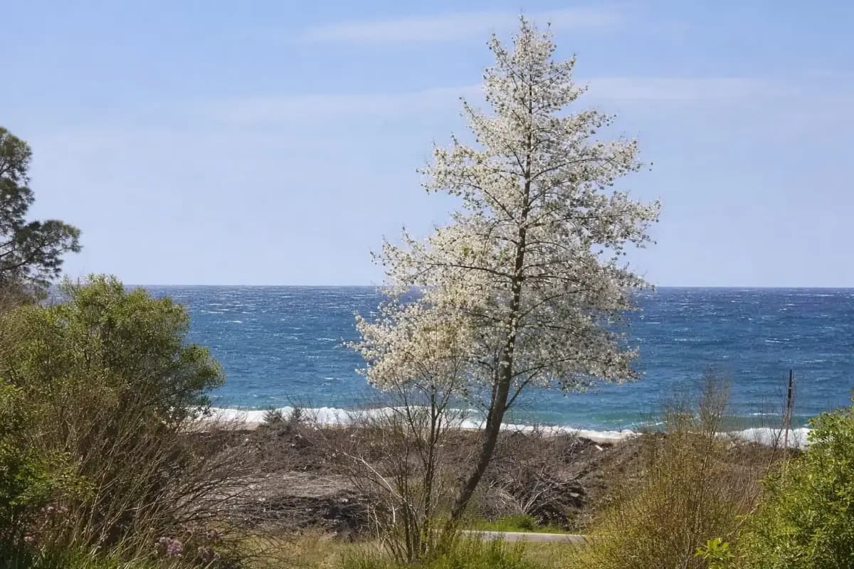 Sai Luxury SeaView